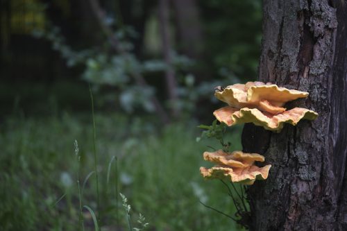 chaga mushroom growing on a tree