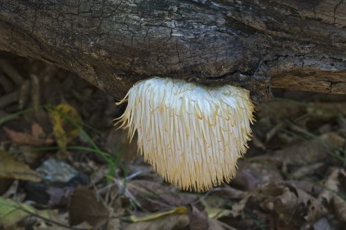 lion's mane mushroom growing on a tree