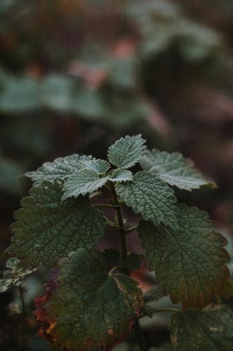 lemon-balm-herb-bush-grounding-herbs