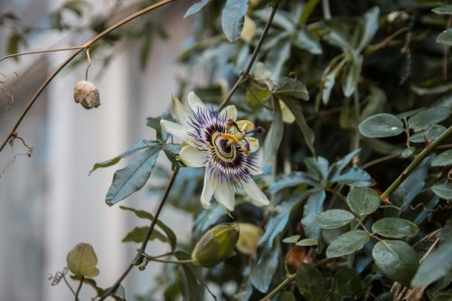 passionflower-grounding-herbs