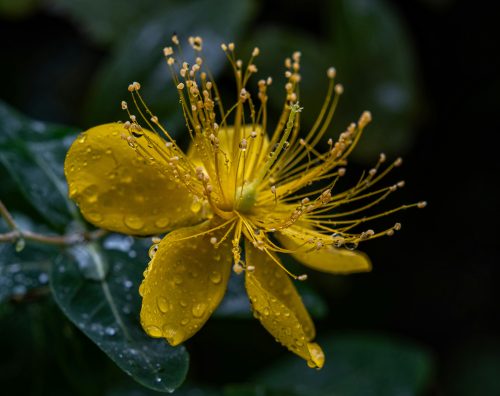 st.-johns-wort-grounding-herbs