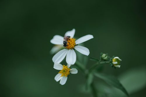 pexels-gary-barnes-camomile bee-on-camomile-flower