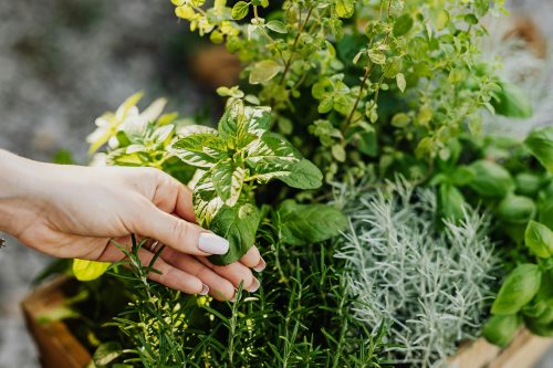 hand-touching-grounding-herbs-garden