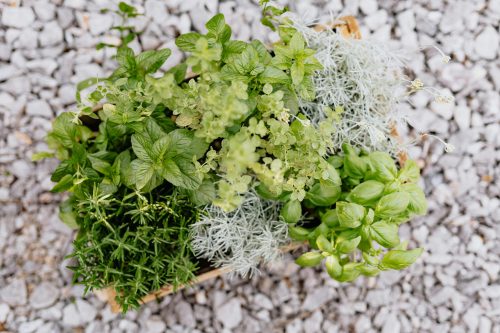grounding-herbs-garden-on-white-stones