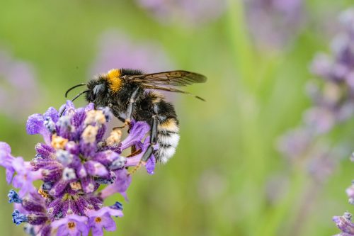 bumbleebee-on-lavender-grounding-herbs