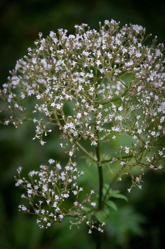 valerian-root-herb-grounding-herbs
